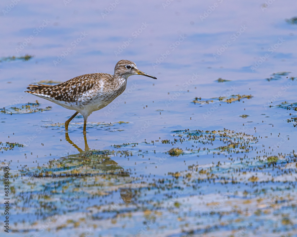 A wood Sandpiper with insects A wood Sandpiper with insects