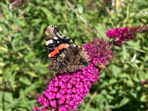 Beautiful red admiral butterfly sitting on a pink Buddleja flower in summertime, lat. vanessa atalanta 