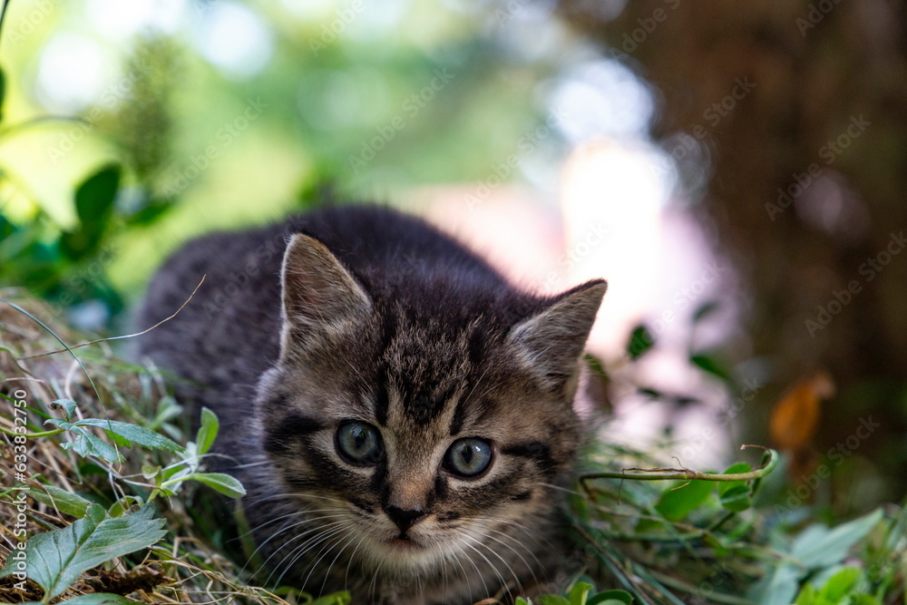 Portrait of a little kitten on the nature. Portrait of a little kitten on the nature.