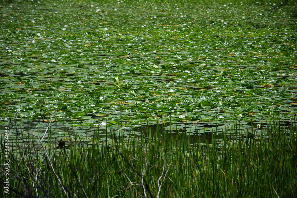 Fototapeta premium Pound 