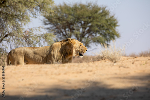 Lion at kgalagadi national park, south africa