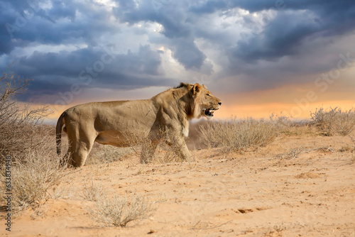 Lion at kgalagadi national park, south africa.tif