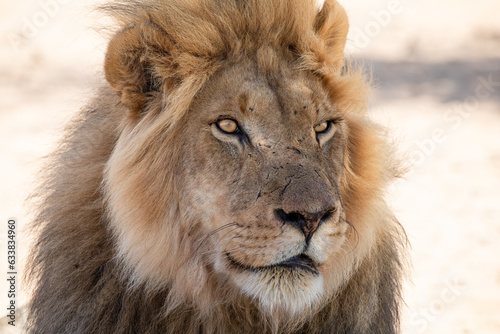Fototapeta Naklejka Na Ścianę i Meble -  Lion at kgalagadi transfrontier park, south africa