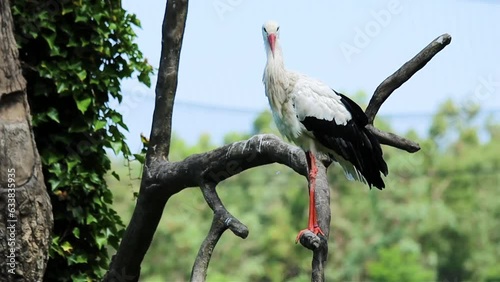 White stork in the birds park on the tree