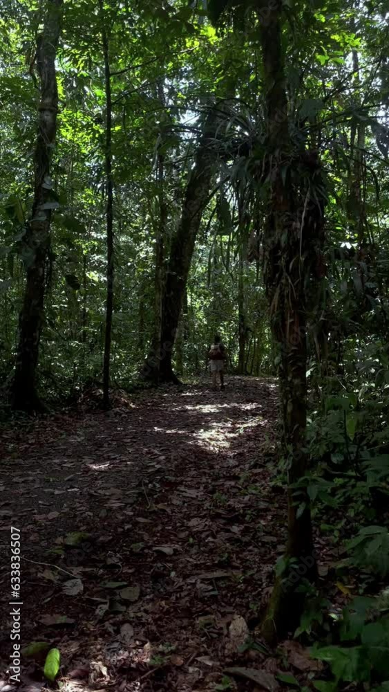 Nature trails in the Amazon jungle, mysterious jungle paths Nature trails in the Amazon jungle, mysterious jungle paths