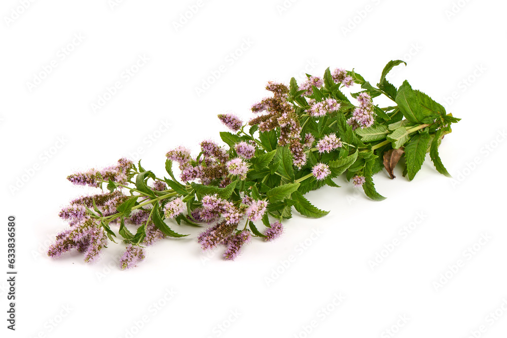 Mint leaves. Fresh mint on white background. Mint leaf isolated. Full depth of field. Mint leaves. Fresh mint on white background. Mint leaf isolated. Full depth of field.