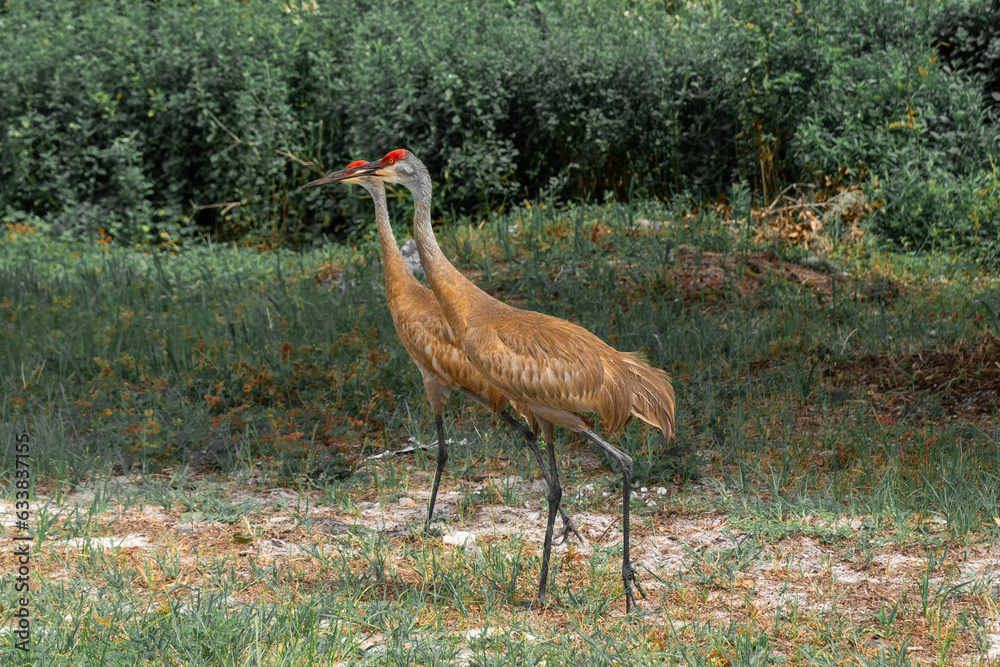 Florida sandhill crane
