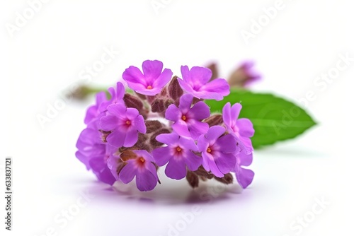 Lush flowering of verbena on a white background.