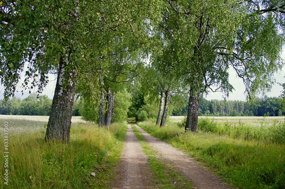 Obraz premium Birch by the path