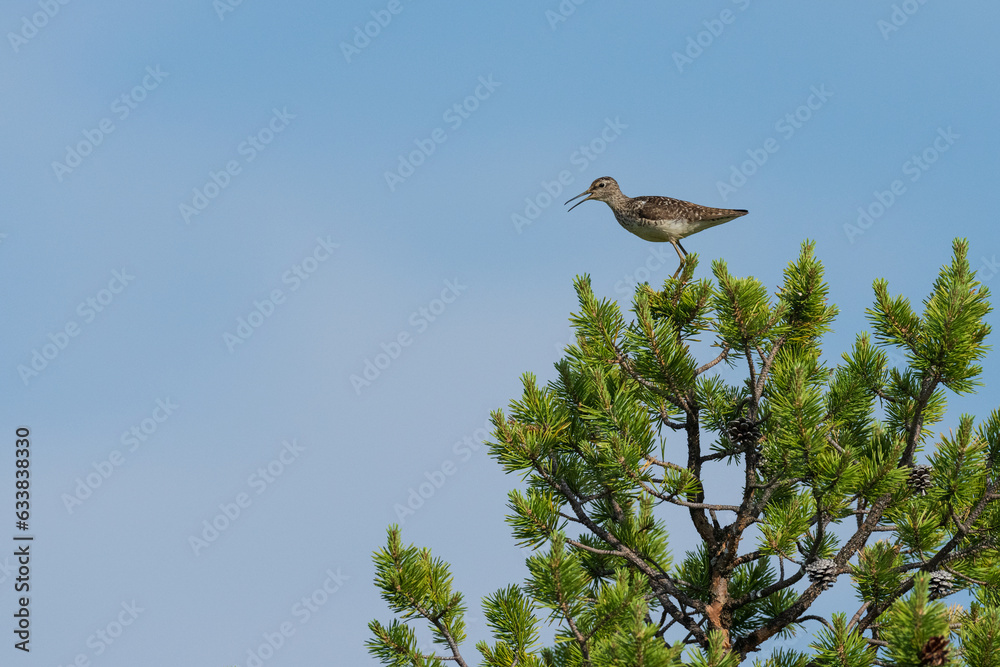 Fotografie Wood sandpiper (Tringa glareola)