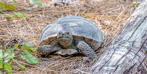 Gopher Tortoise