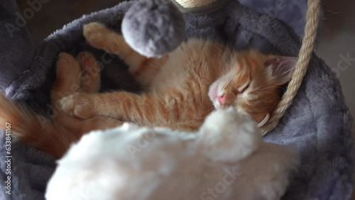 The red cute kitten is sleeping in basket of cat tree. Cut cat very playful and after games he fall in sleep in cute place 