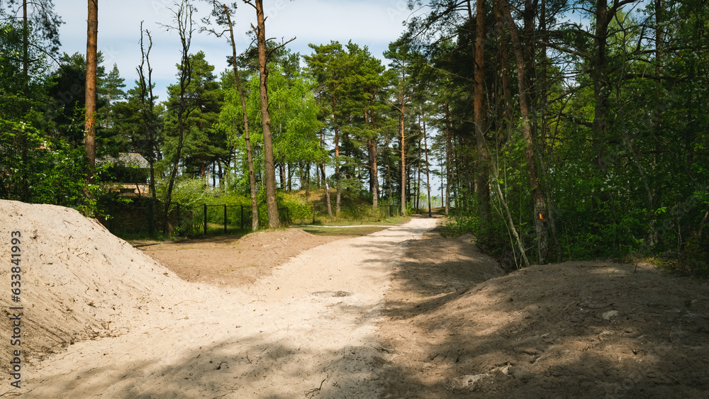 Green pine forest at summer sunny day. Dirt road. Jurmala, Latvia.