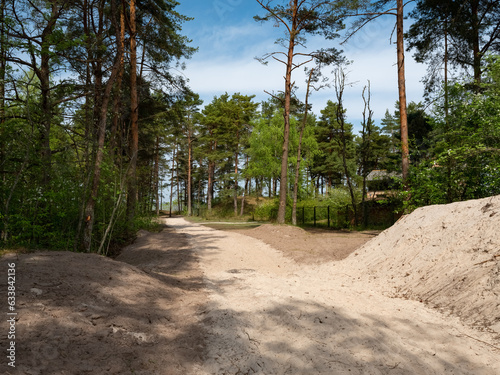 Green pine forest at summer sunny day. Dirt road. Jurmala  Latvia.