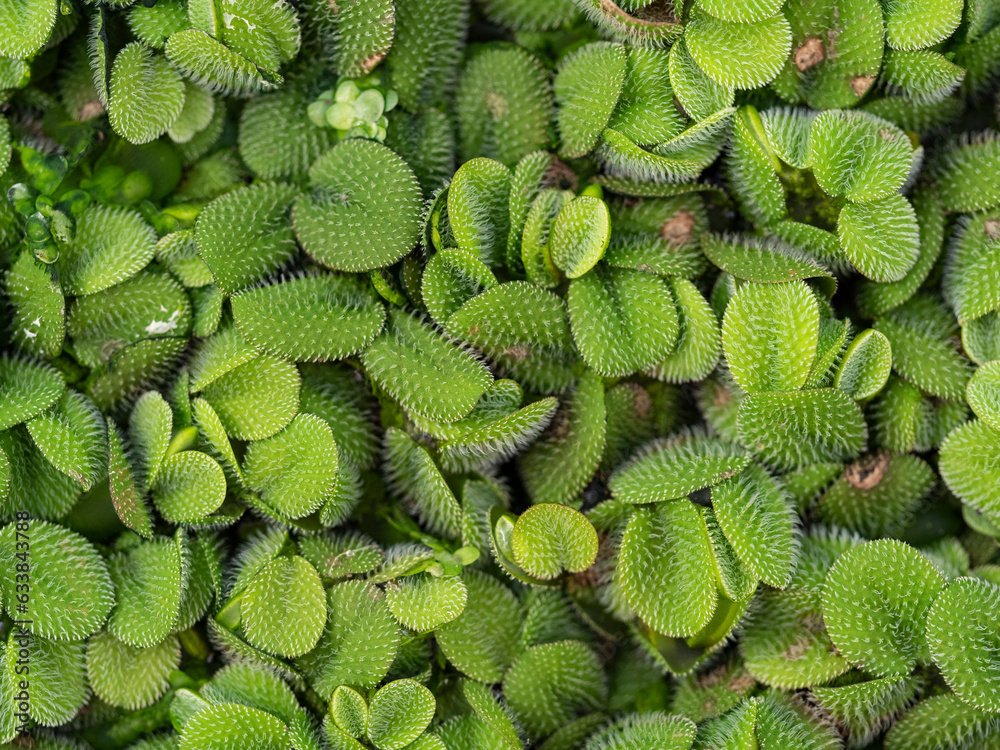 Salvinia natans floating fern, floating watermoss, water butterfly ...