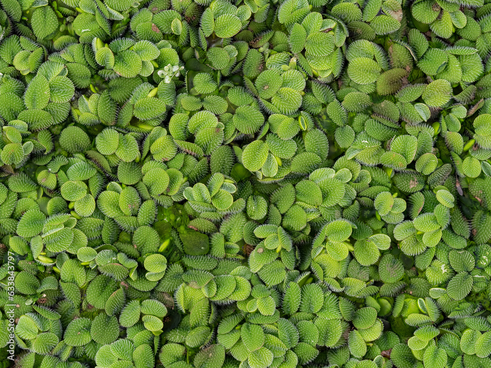 Salvinia natans floating fern, floating watermoss, water butterfly wings) is free-floating aquatic fern plants Salvinia natans floating fern, floating watermoss, water butterfly wings) is free-floating aquatic fern plants