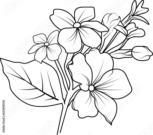 primrose botanical illustration