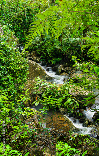 Cascades on Juan Diego Creek, Palo Colorado, El Yunque National Park, Puerto Rico, USA