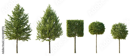 Fototapeta Naklejka Na Ścianę i Meble -  Set of Tilia trees sheared in various shapes: cube, ball isolated png on a transparent background perfectly cutout linden basswood lime trees common tree street tree
