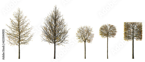 Fototapeta Naklejka Na Ścianę i Meble -  Autumn Set of Tilia trees sheared in various shapes: cube, ball isolated png on a transparent background perfectly cutout linden basswood lime trees common tree street tree
