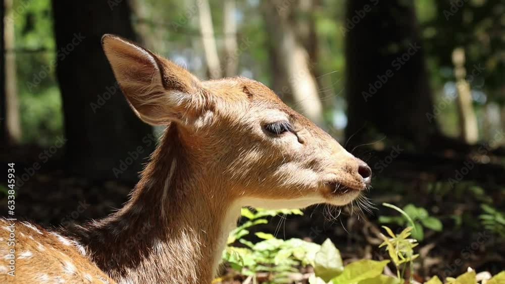 Baby spotted deer resting in the forest on sunny day close up portrait Baby spotted deer resting in the forest on sunny day close up portrait