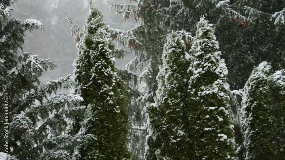 Beautiful Winter Snow Landscape. Enchanting Winter Scene in Forest With Snow Falling on Trees. Tree Pine Branches on Background of Snowfall. Slow Motion Flakes of Snow Falling Down Winter Landscape. Beautiful Winter Snow Landscape. Enchanting Winter Scene in Forest With Snow Falling on Trees. Tree Pine Branches on Background of Snowfall. Slow Motion Flakes of Snow Falling Down Winter Landscape.