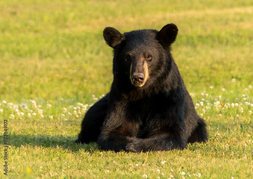 Fototapeta premium American Black Bear Yealing Cub