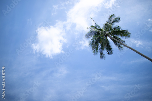 Blue sky and coconut tree © Magic