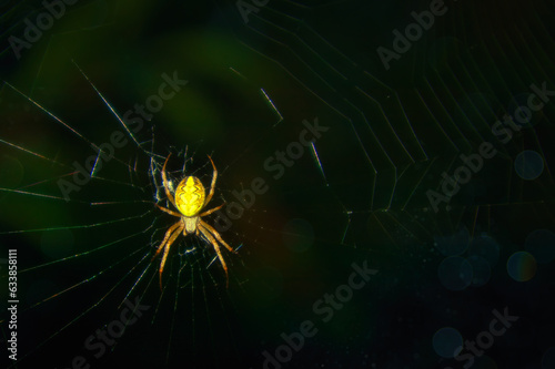 Spider in the Web - Macro - Nature - Creppy - Insect - Spinne im Netz