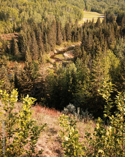 A creek winding its way through a valley in summer with spruce tree forests and summer flowers on its banks