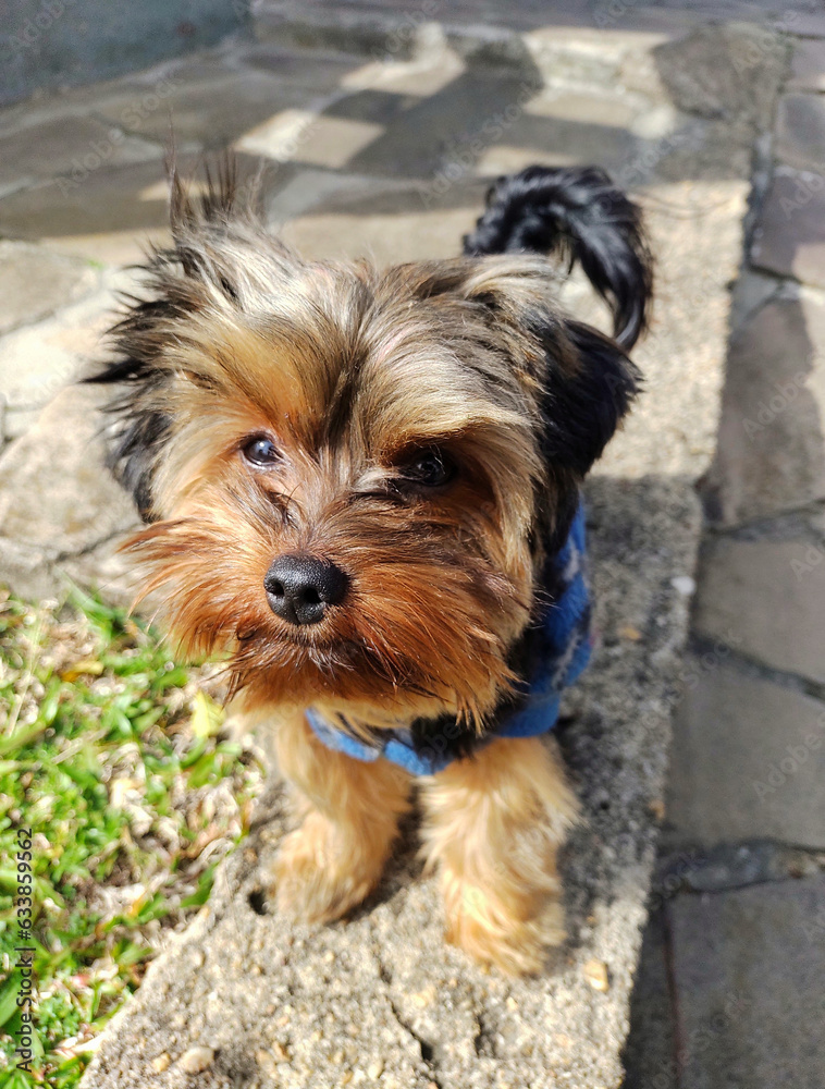Almost completely frontal view of a Yorkshire puppy. He is standing in the courtyard of a house, in the background you can see some grass. Dog is wearing clothes. Almost completely frontal view of a Yorkshire puppy. He is standing in the courtyard of a house, in the background you can see some grass. Dog is wearing clothes.