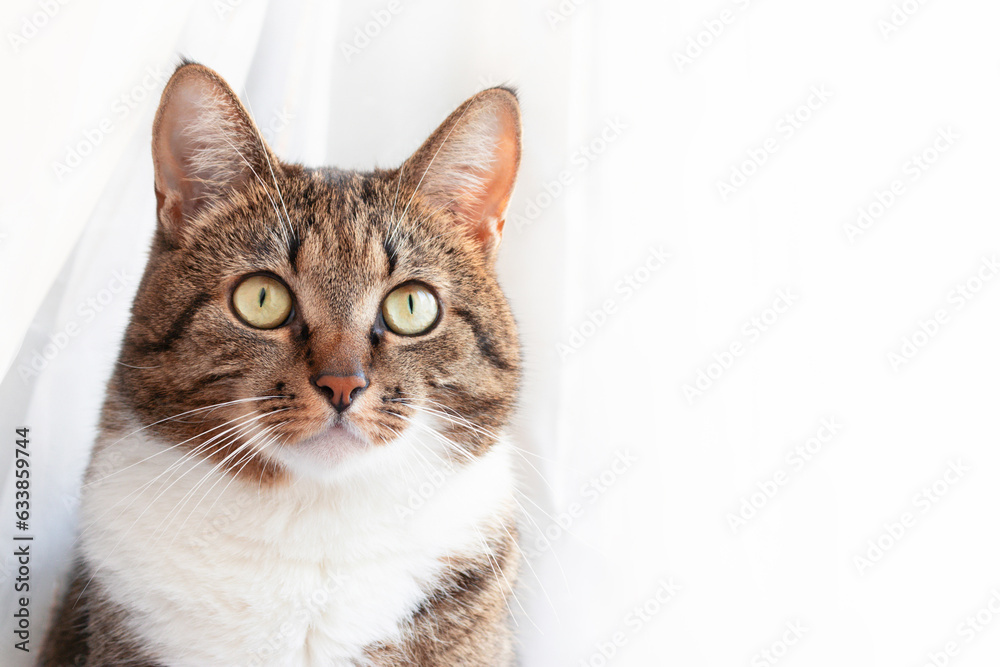 Portrait of brown shorthair domestic tabby cat in front of white background with copy space.