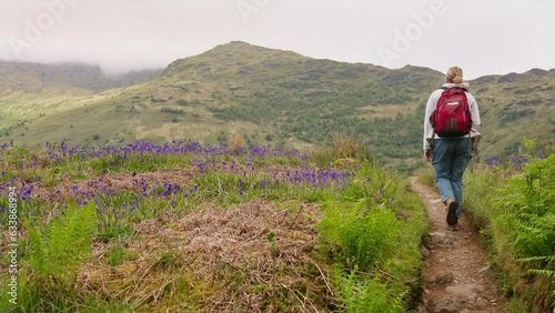 Following a woman walking with backpack on the West Highland Way trail in the mountains surrounded by beautiful bluebell flowers in a grassy landscape, Scotland