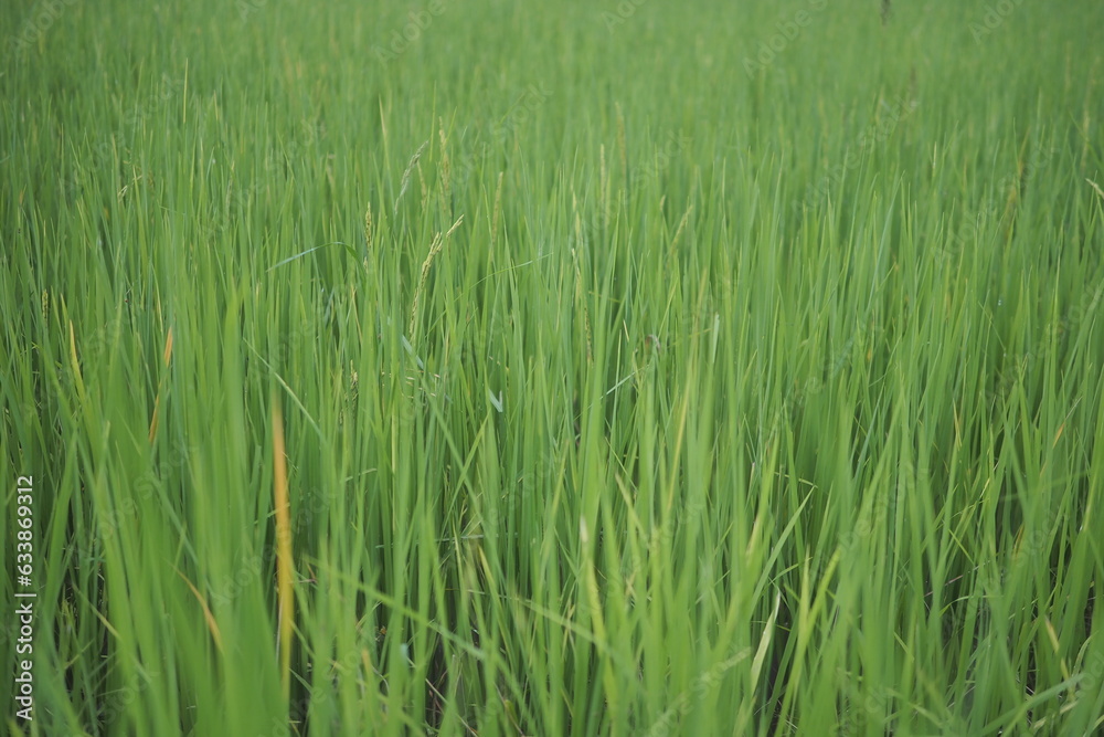 Beautiful scene of a green rice field landscape in an overcast, cloudy region of Thailand. Cereal harvesting environment. Beautiful scene of a green rice field landscape in an overcast, cloudy region of Thailand. Cereal harvesting environment.