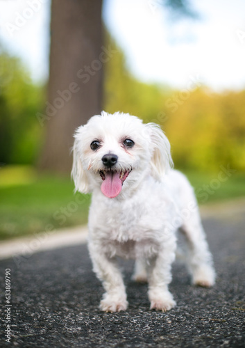 A small white Poodle mixed breed dog panting