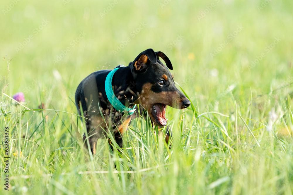 Portrait of black and tan miniature pinscher puppy standing in green grass with open mouth
