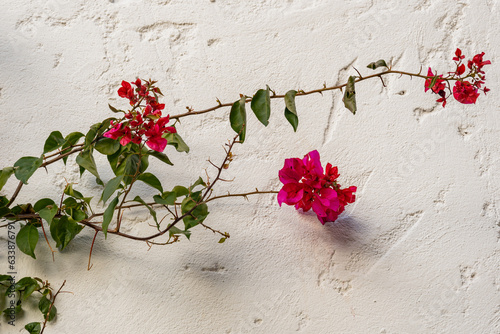 Fleurs grimpantes photo