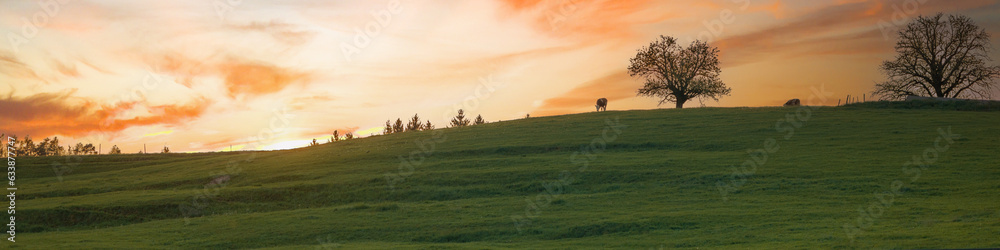 Banner rustic landscape, cows in meadow at sunset