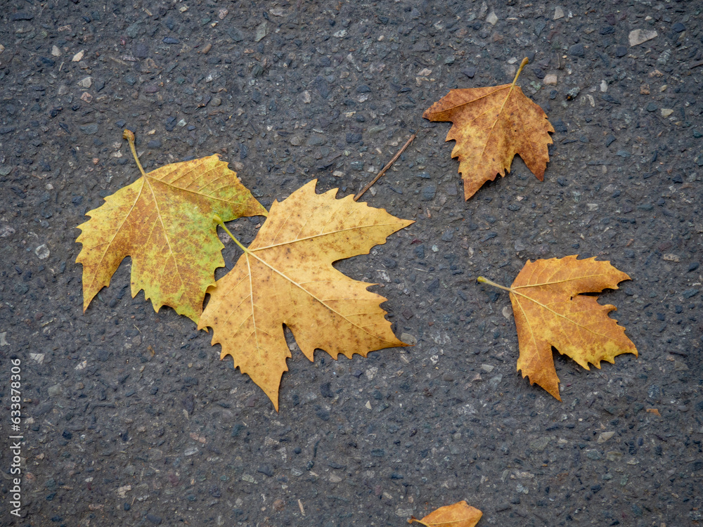 Autumn is coming. Fallen maple leaves on the sidewalk. Yellow dry leaves in August. Early leaf fall. Autumn concept. Autumn is coming. Fallen maple leaves on the sidewalk. Yellow dry leaves in August. Early leaf fall. Autumn concept.