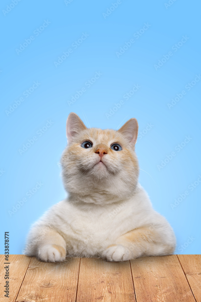 Beautiful funny cat sitting at the table and looking up, blue background