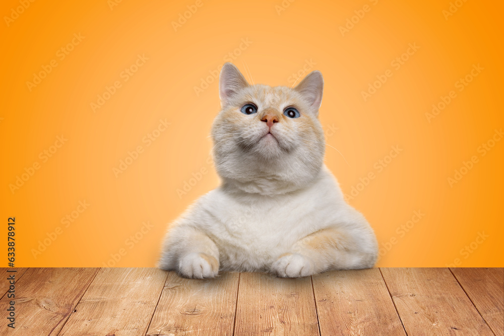 Beautiful funny cat sitting at the table and looking up, yellow background Beautiful funny cat sitting at the table and looking up, yellow background