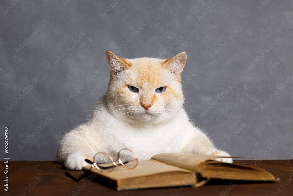 A big angry cat sits at a table, a book and glasses on the table, a gray background A big angry cat sits at a table, a book and glasses on the table, a gray background