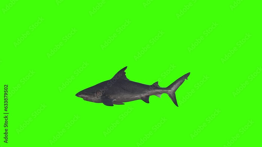 Vidéo Stock 4k Man eater shark swimming loop on chromakey, 3D Shortfin