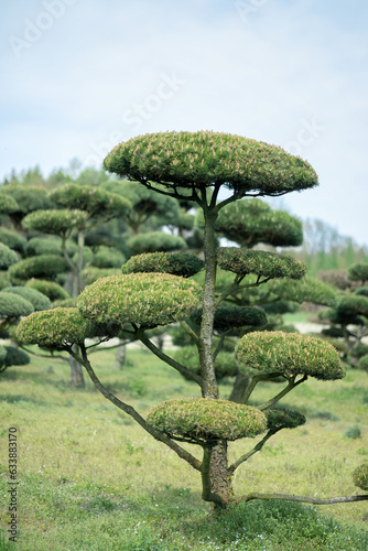 European bonsai spruce with needles and beautiful delicately trimmed branches