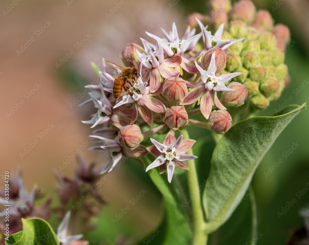 A freshly blooming Showy Milkweed plant being visited by a golden honeybee. A freshly blooming Showy Milkweed plant being visited by a golden honeybee.