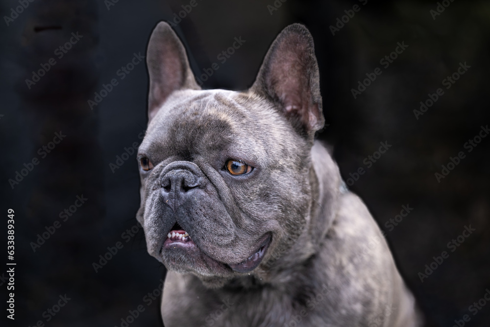 A young grey and black colored Frenchie or French Bulldog with a square head, small bat-like ears, dark eyes. The blocky purebred dog is strong with short legs and rolls of wrinkles of soft thick fur.