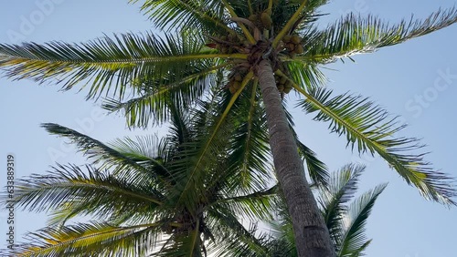 Wallpaper Mural Coconut palm tress over sunny sky Torontodigital.ca