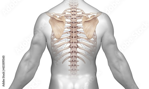 Skeleton shoulder back view on white background