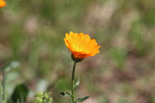orange flower in the garden. beautiful garden flower. beautiful colors of nature.