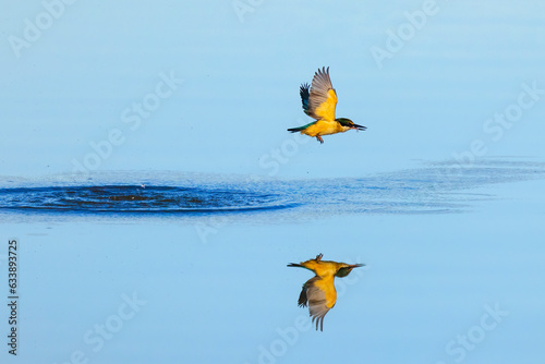 Sacred Kingfisher diving for crabs photo